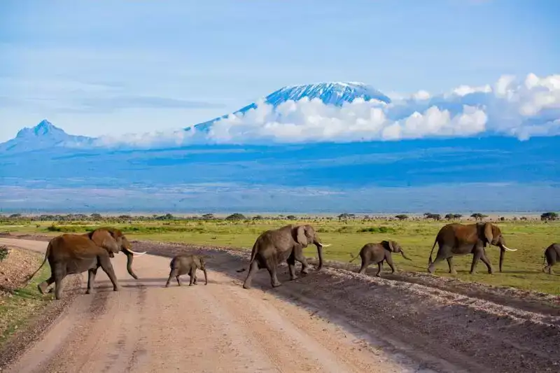 Elephants with Mount Kilimanjaro backdrop in Amboseli on a Kenya Safari Tour