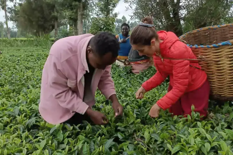 Sustainable tea farming in Kenya with local community members picking tea