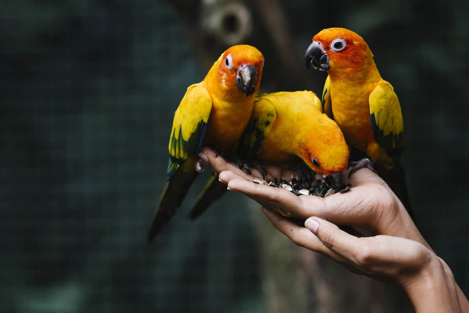 How to Choose a Bird