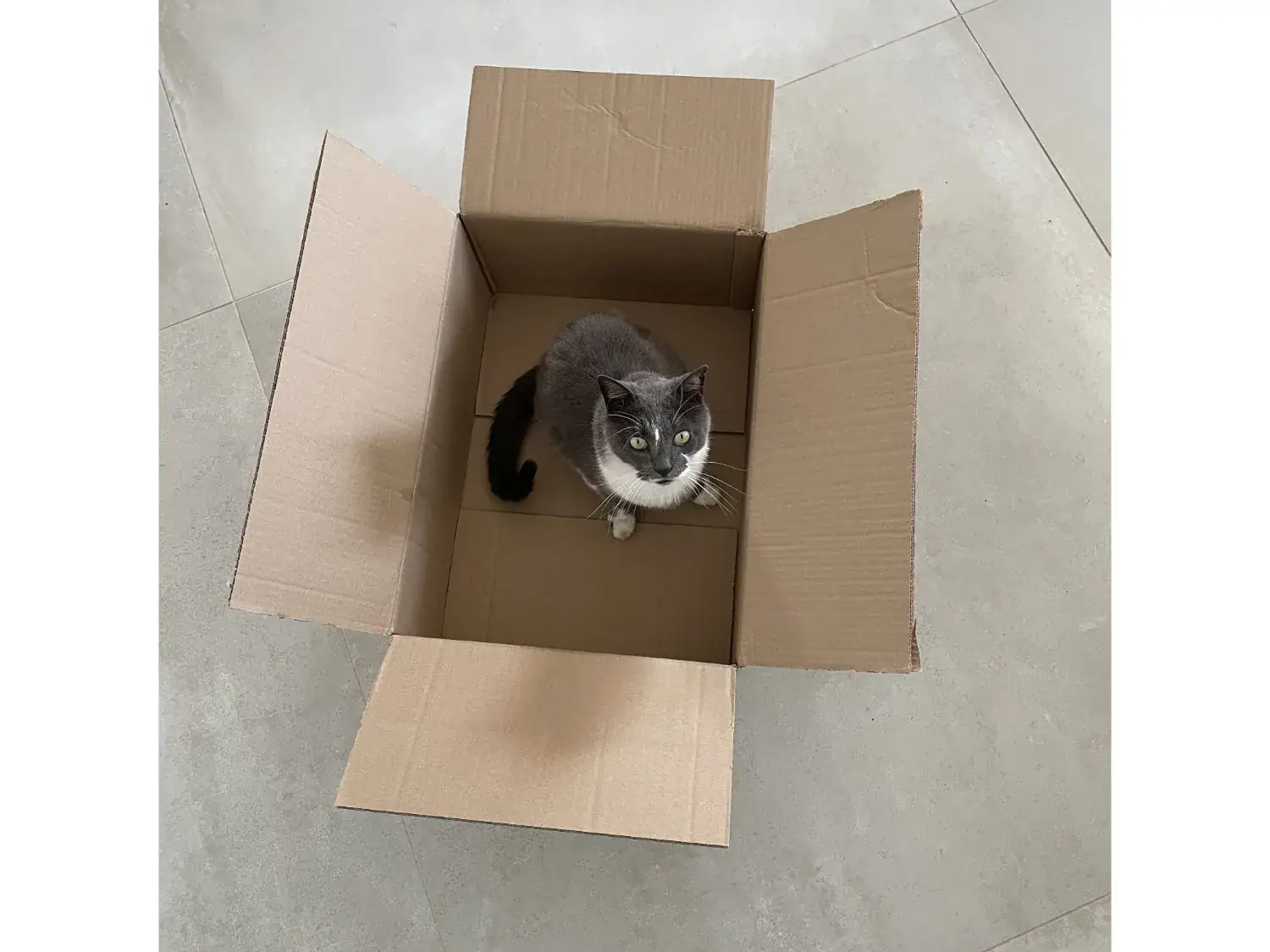 Grimm Audio MU1 chat dans le carton