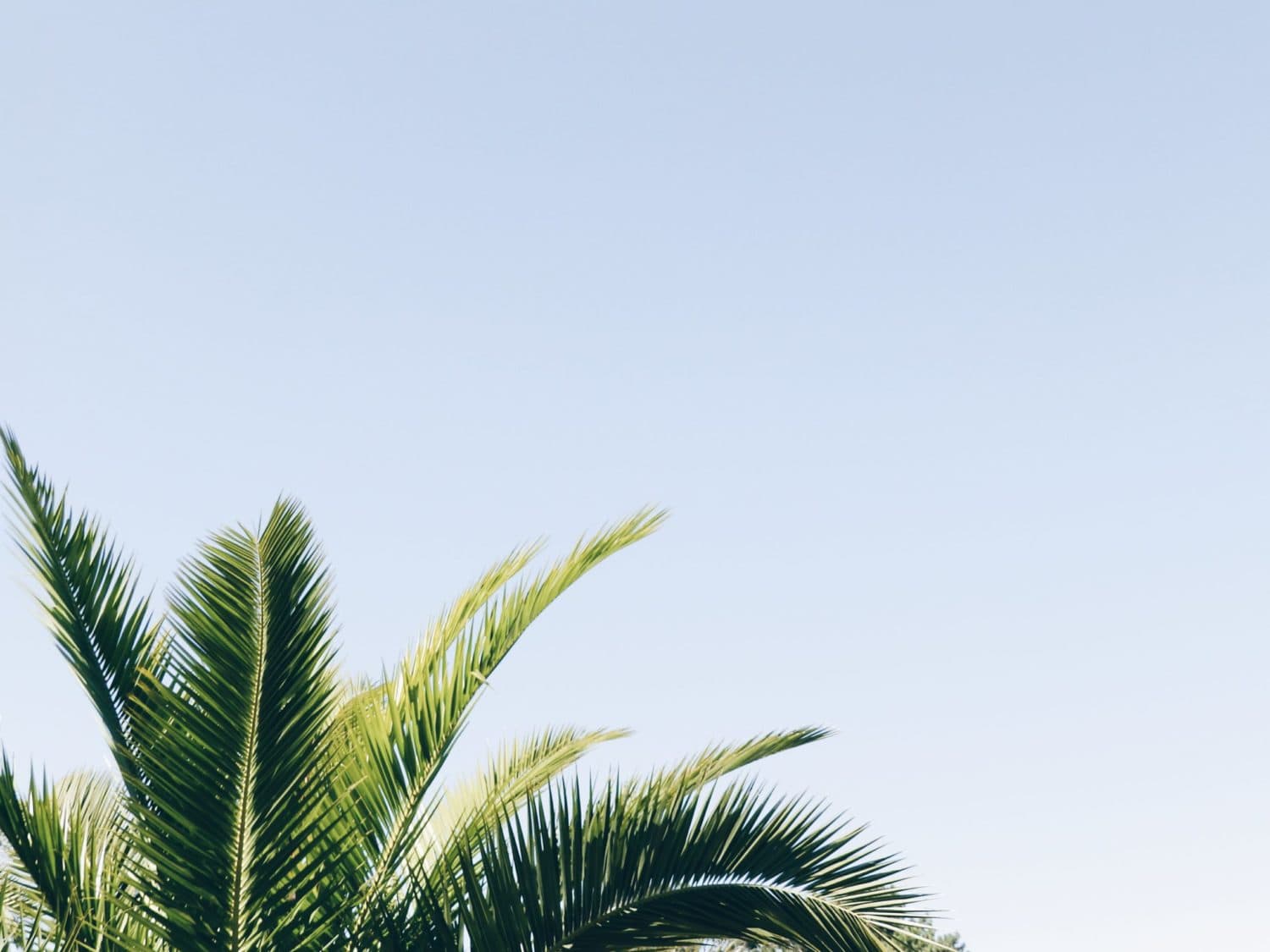 palmboom