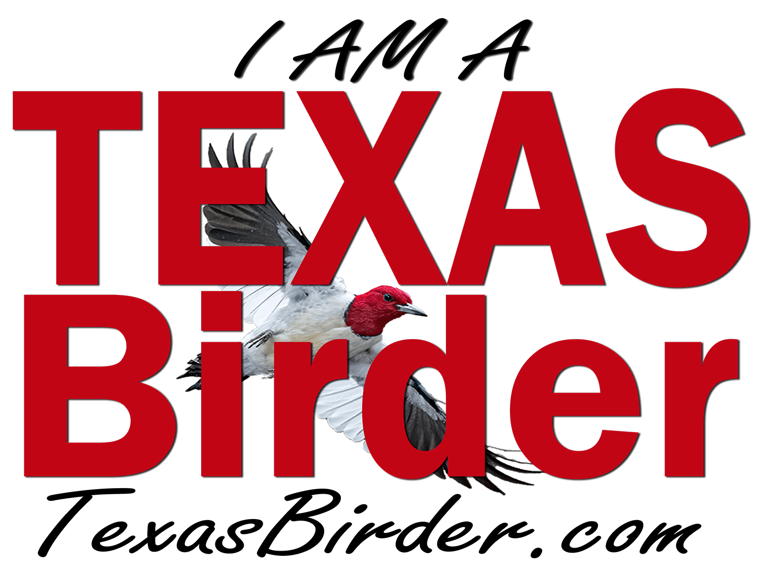 East Texas Birding - Birding Blogs, Texas Bird IDs, Texas Birder Association