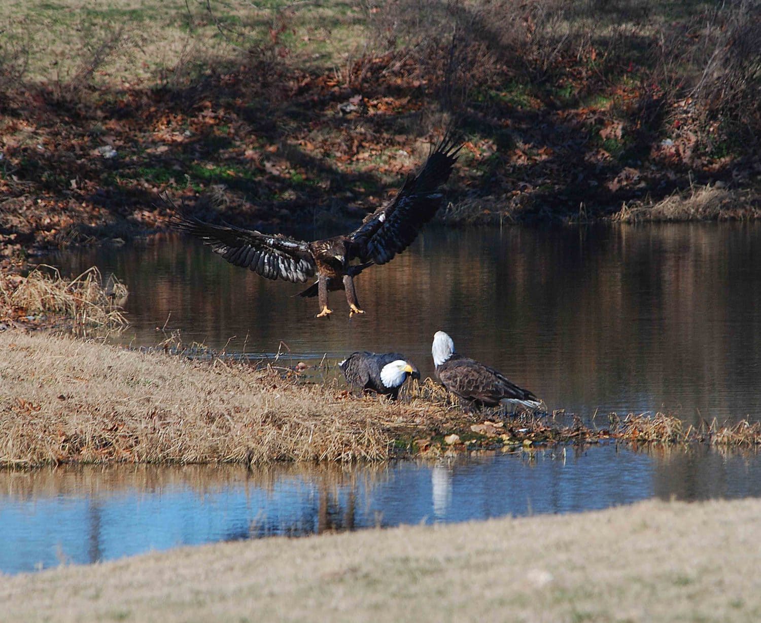 eagles on the shore of kings river