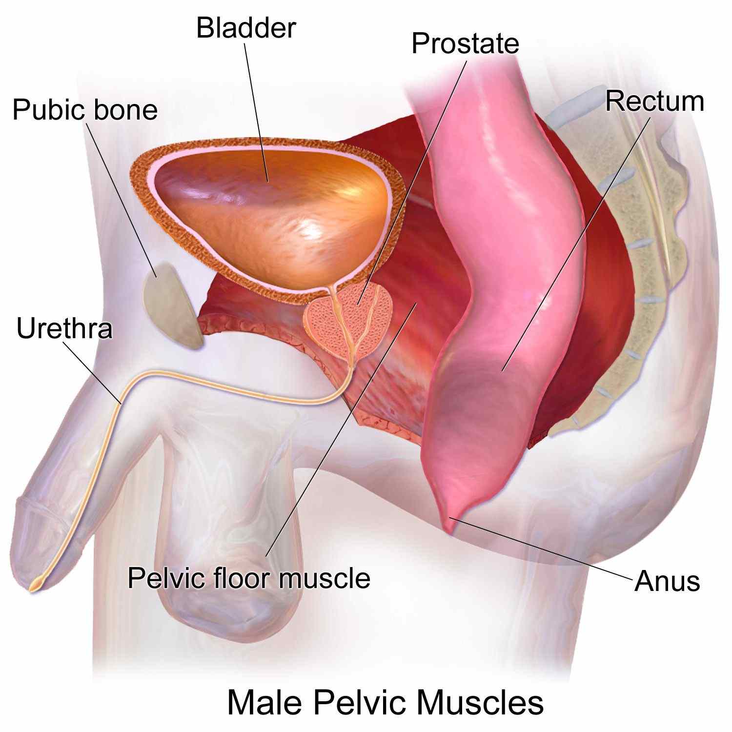 Anatomía del suelo pélvico masculino y patologías habituales