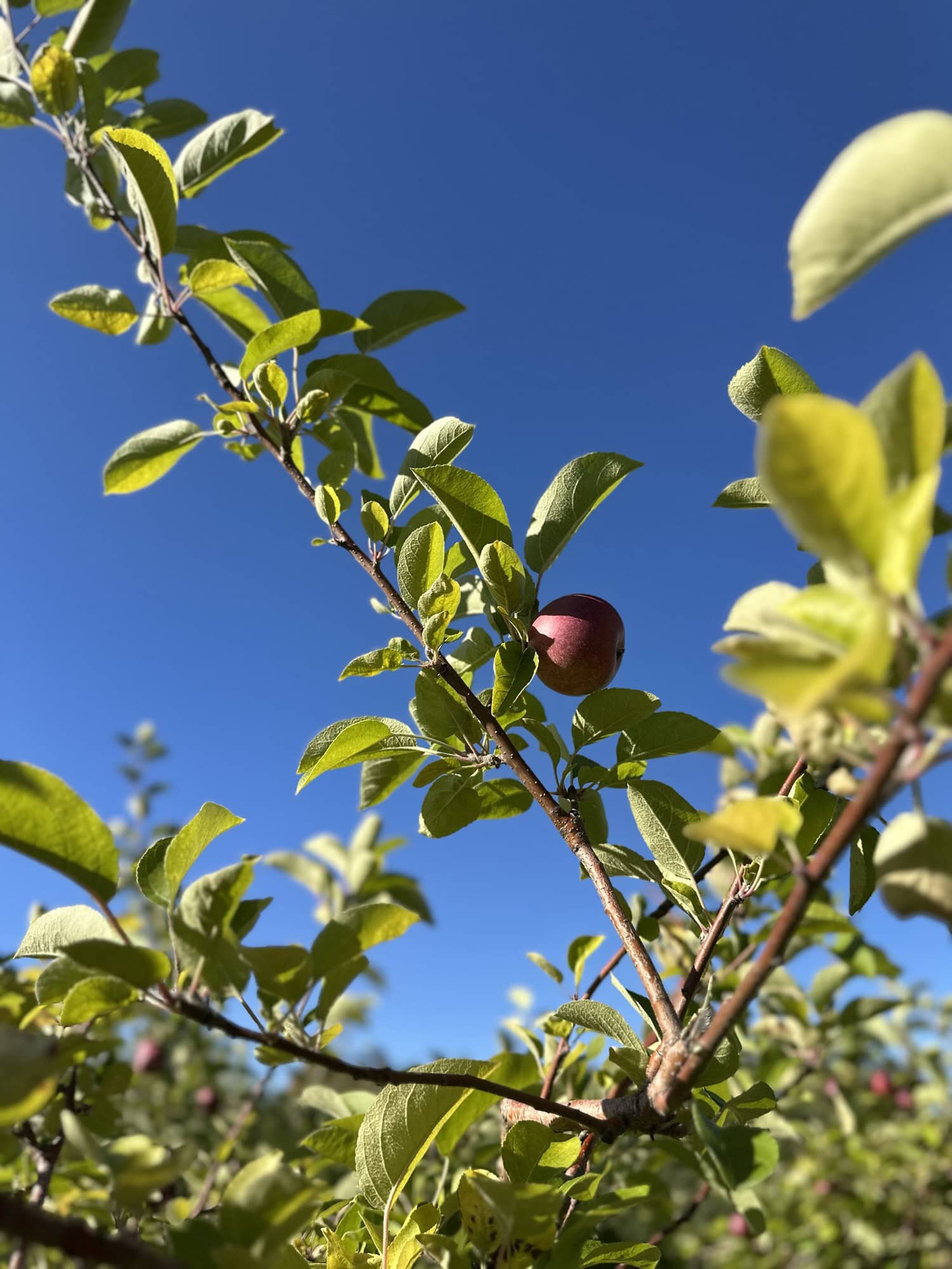 Quelle variété de pommes utiliser pour cuisiner? - Les Zackardises Quelle variété de pommes utiliser pour cuisiner?