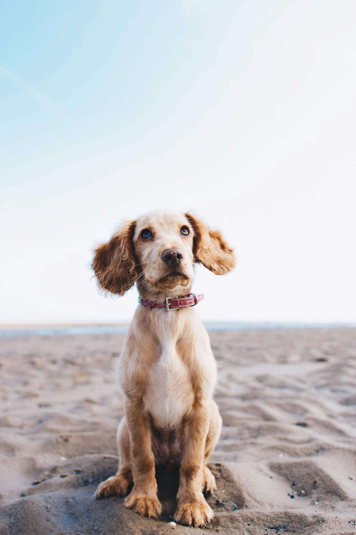 hond