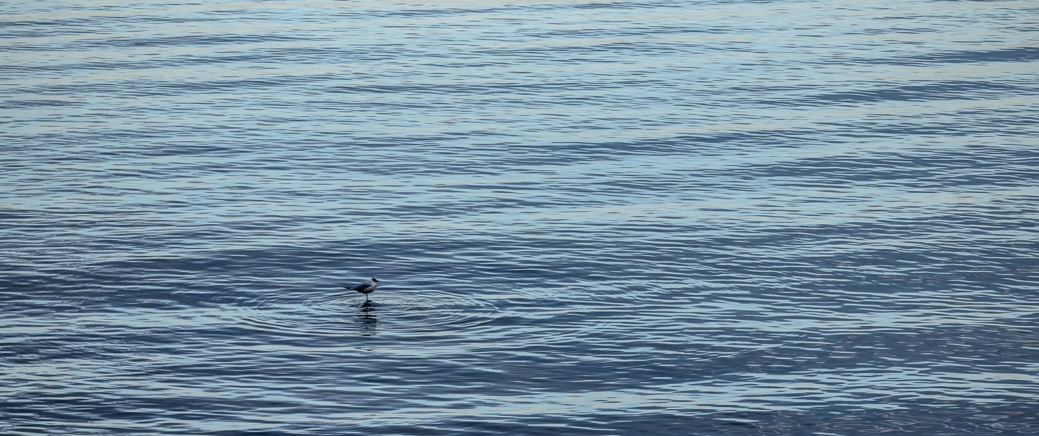 Eine einzelne Möwe im Dämmerlicht auf den sanften Wellen des Wassers. Das Wasser bricht in kleinen konzentrische Kreise um die Möwe. Fotografiert in Binz mit der Canon EOS R5M2 & dem RF135mm f1.8