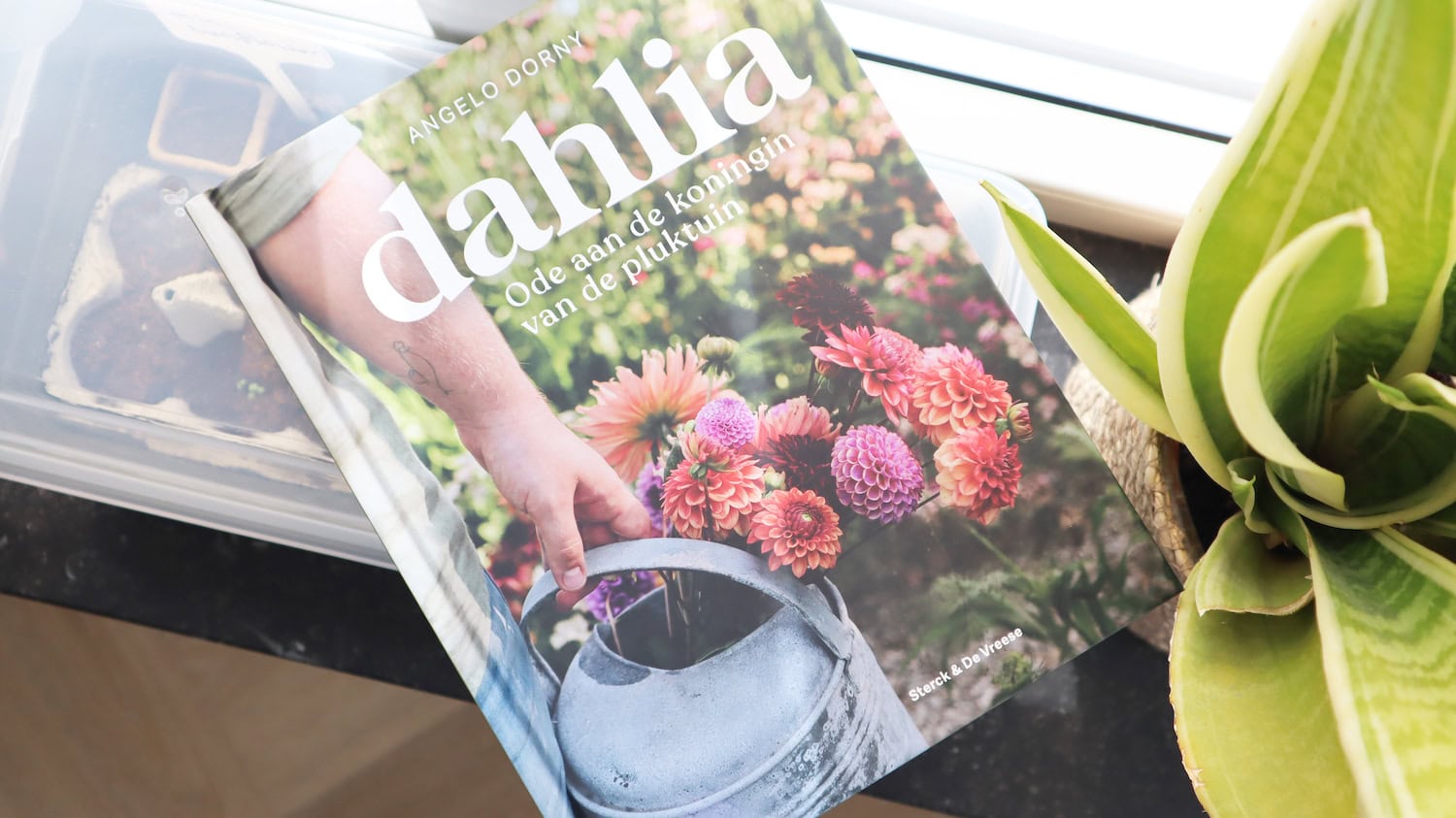 Dahlia, Ode aan de koningin van de pluktuin