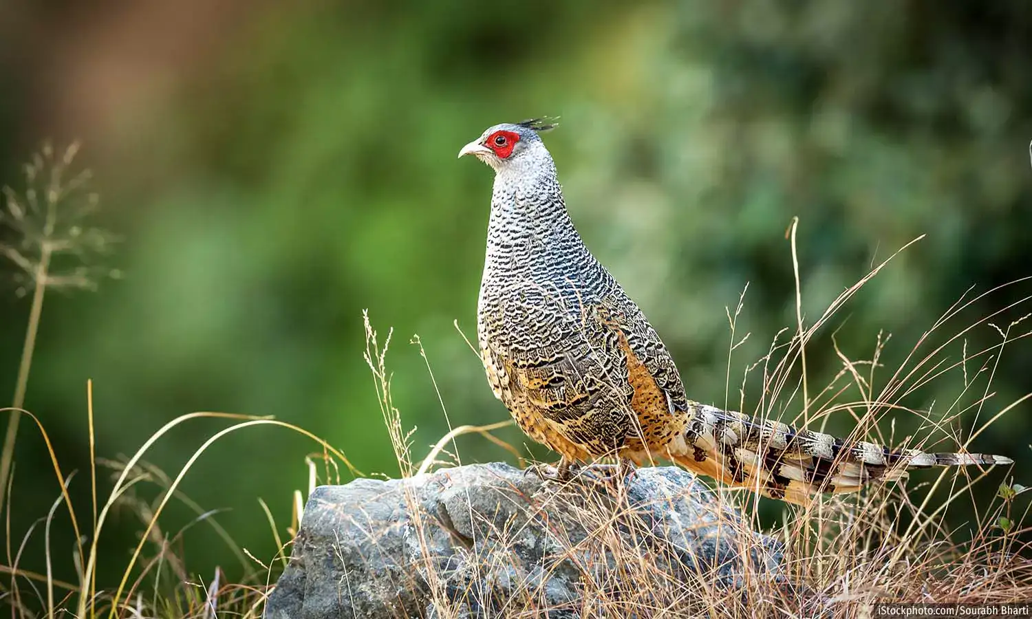 Cheer Pheasant Conservation Breeding Centre, Chail