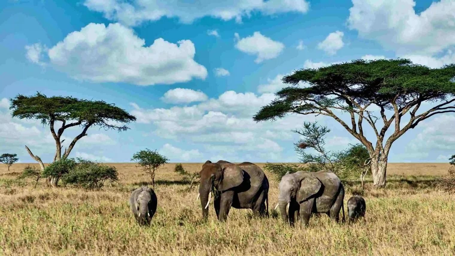 Finance-hurdles-threaten-strong-PV-growth-in-Africa-Global-Solar-Council1