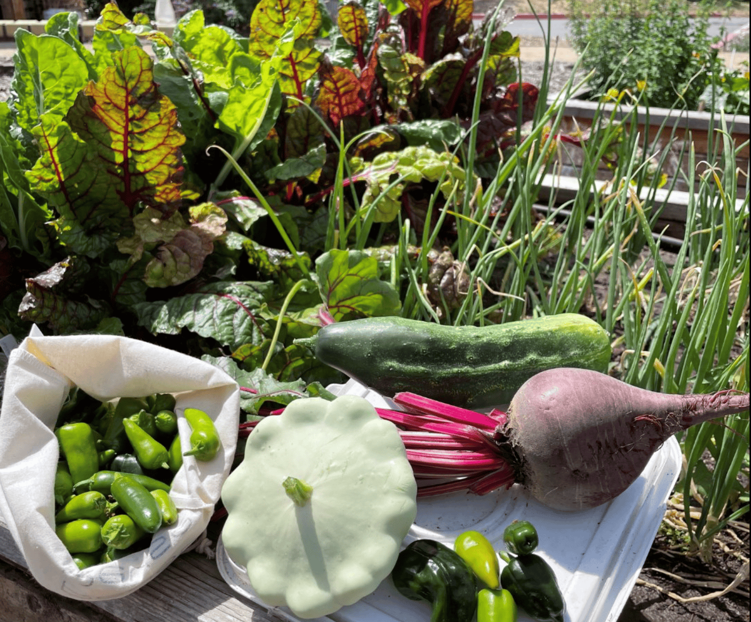 Free Self-Paced Master Composter Certificate Program