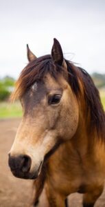 Malika rescue horse at Beyond Liberty