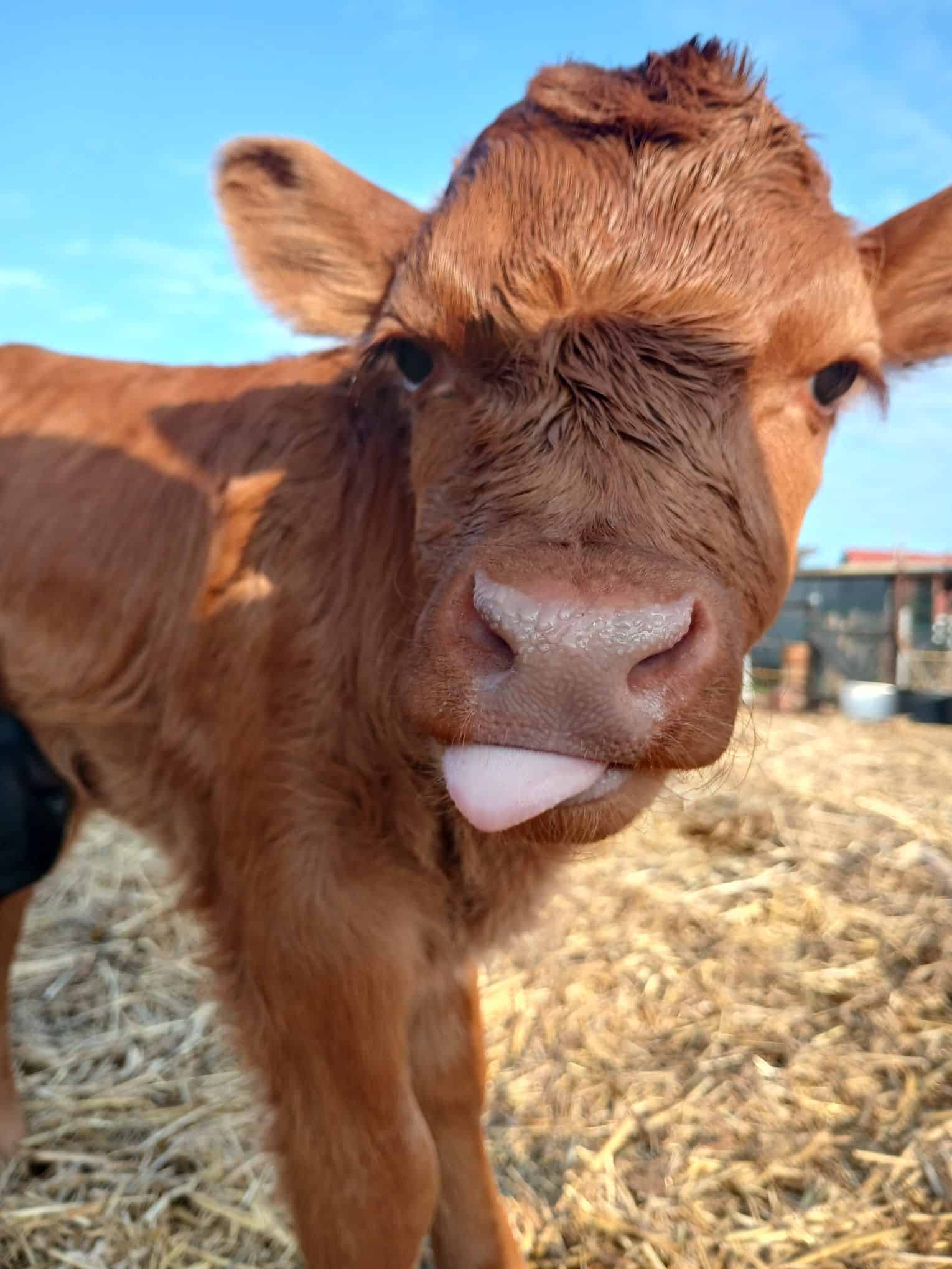 Neugeborenes Kalb auf dem Wellnesshof RaJa in natürlicher Umgebung, Tierliebe und ländliche Idylle, Weide mit Stroh, idyllisches Bauernhofleben, Tierhof für Entspannung und Naturerlebnis, Tierpflege und landwirtschaftlicher Charme.