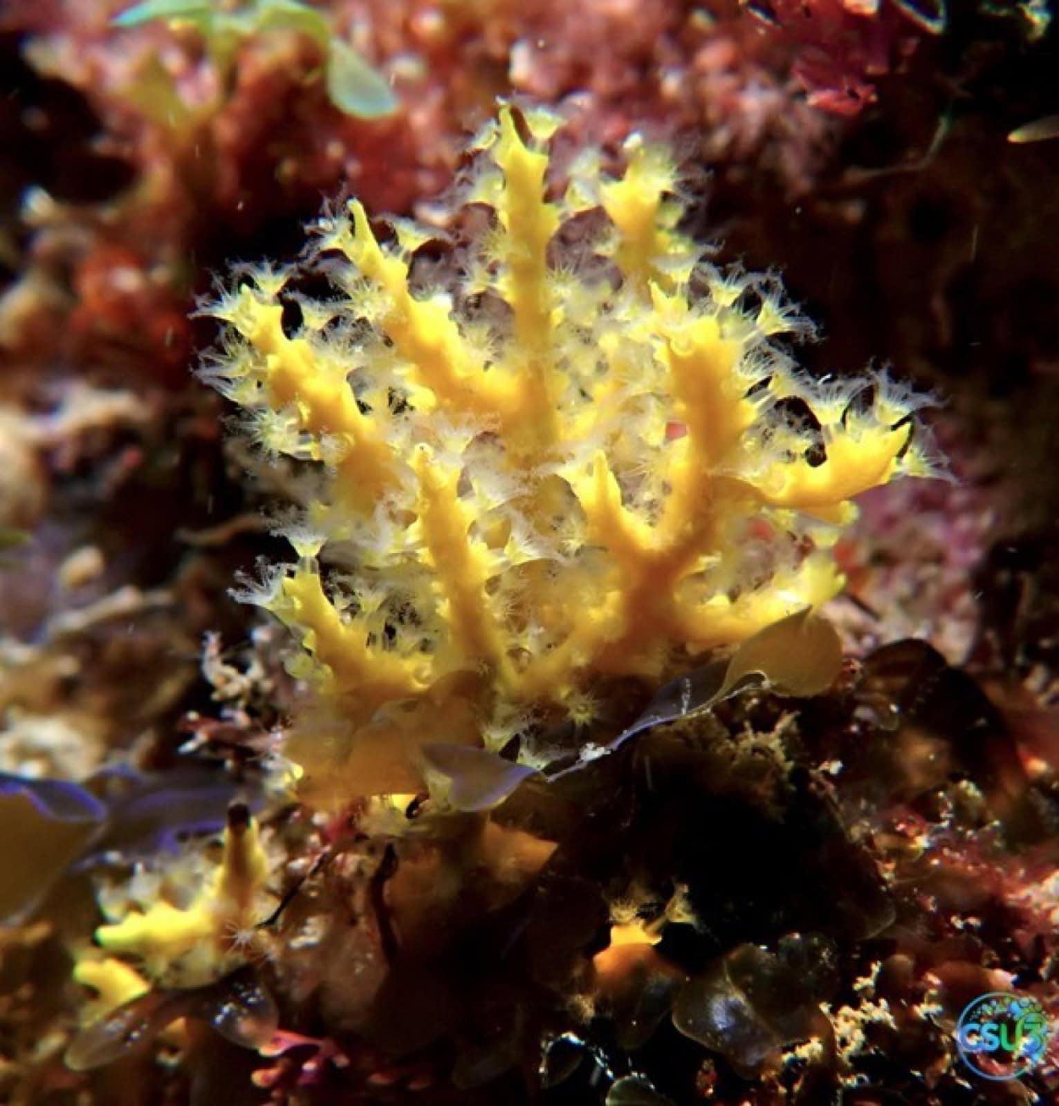 Gorgone jaune sur les fonds marins de Ngor, Dakar
