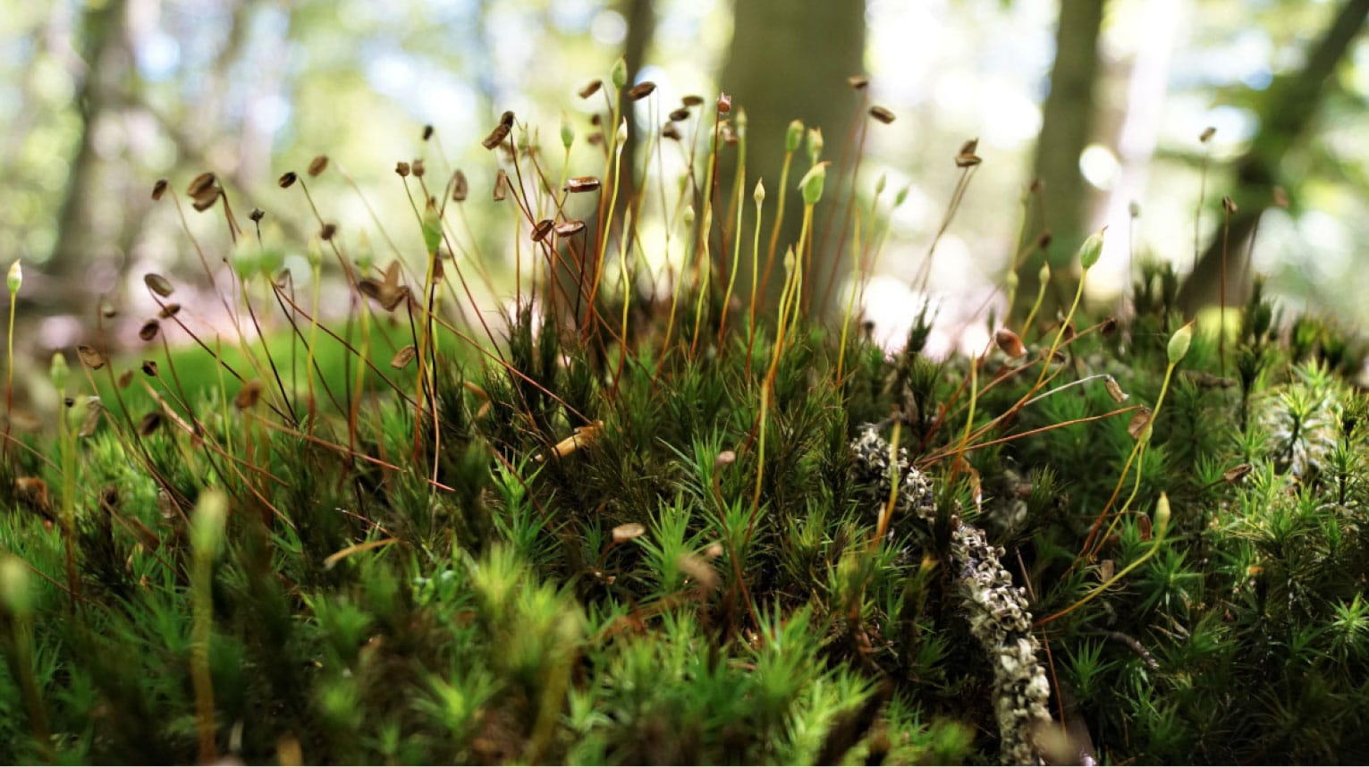 Moos Großaufnahme
