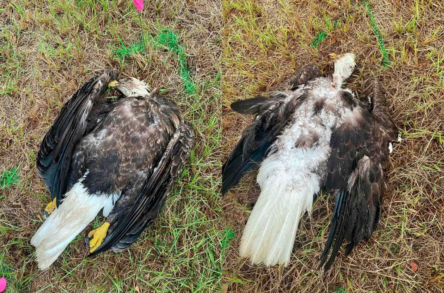 Endangered Birds And Poaching