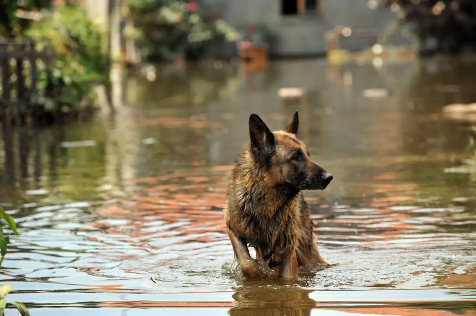 dog_in_water