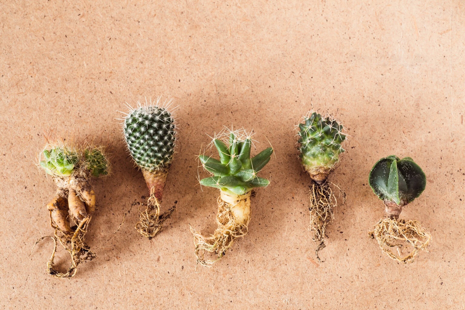 various cactuses with bare roots before planting on a wooden background Bringing Life Back To Your Succulents