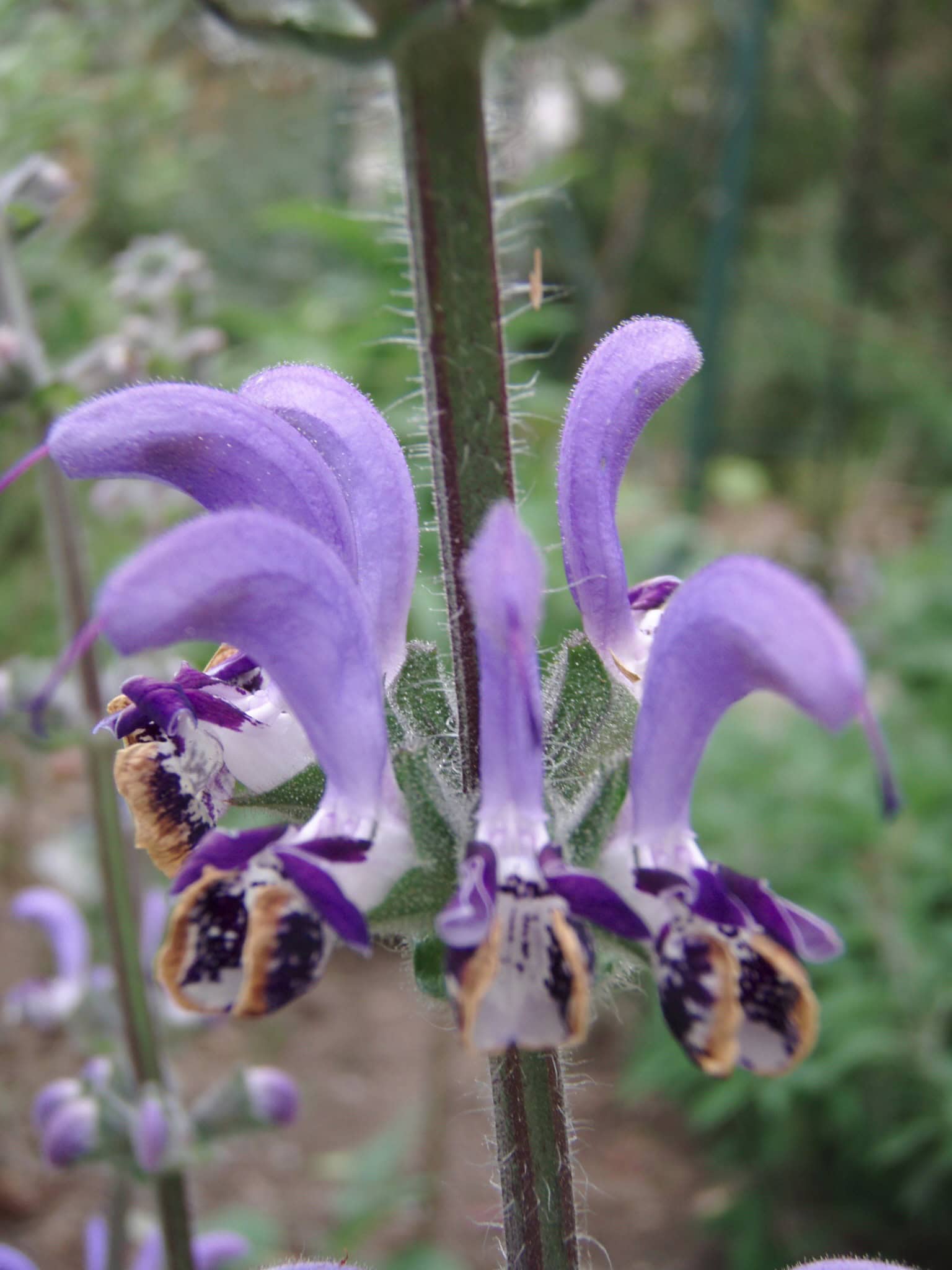 Salvia indica