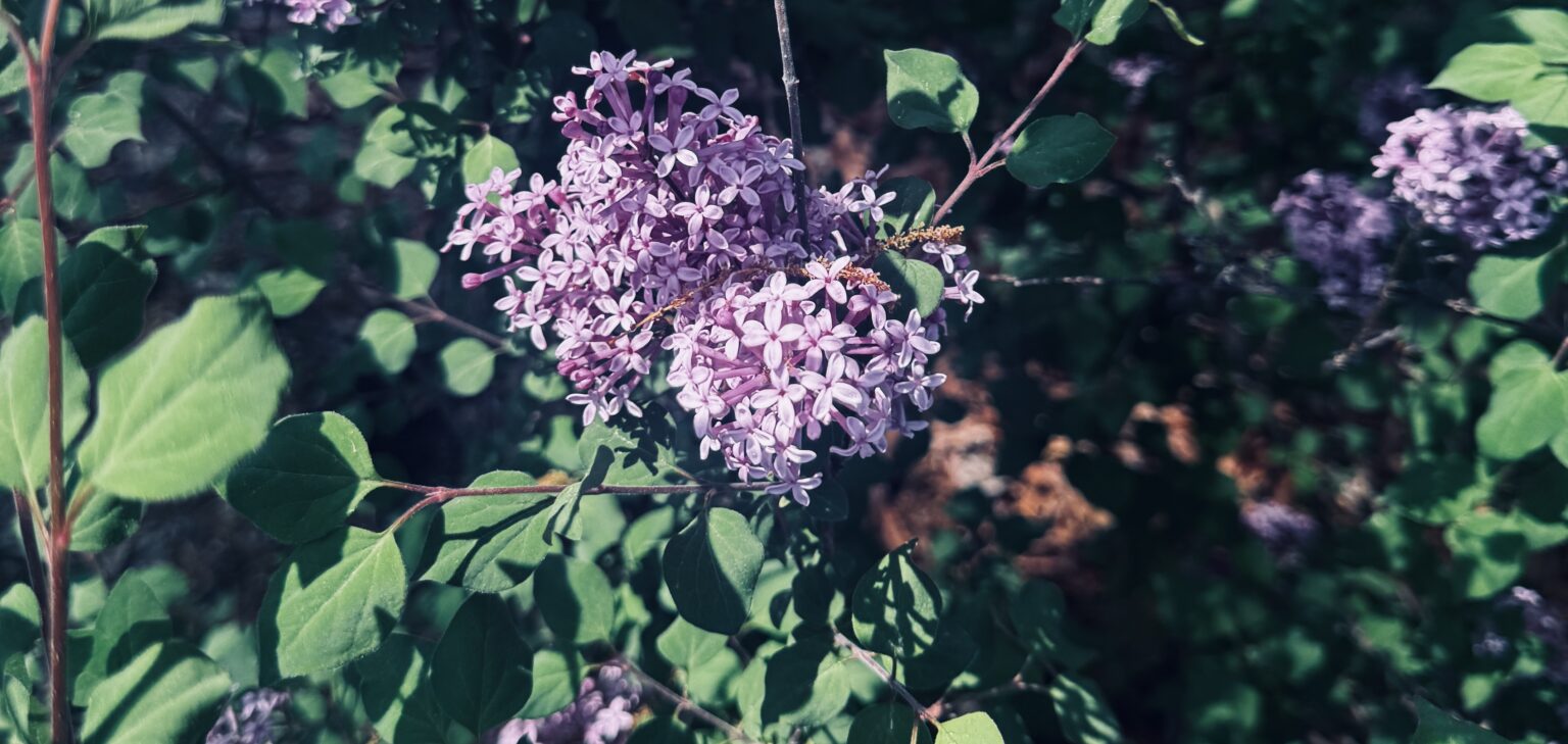 lilacs in bloom || terragoes.com