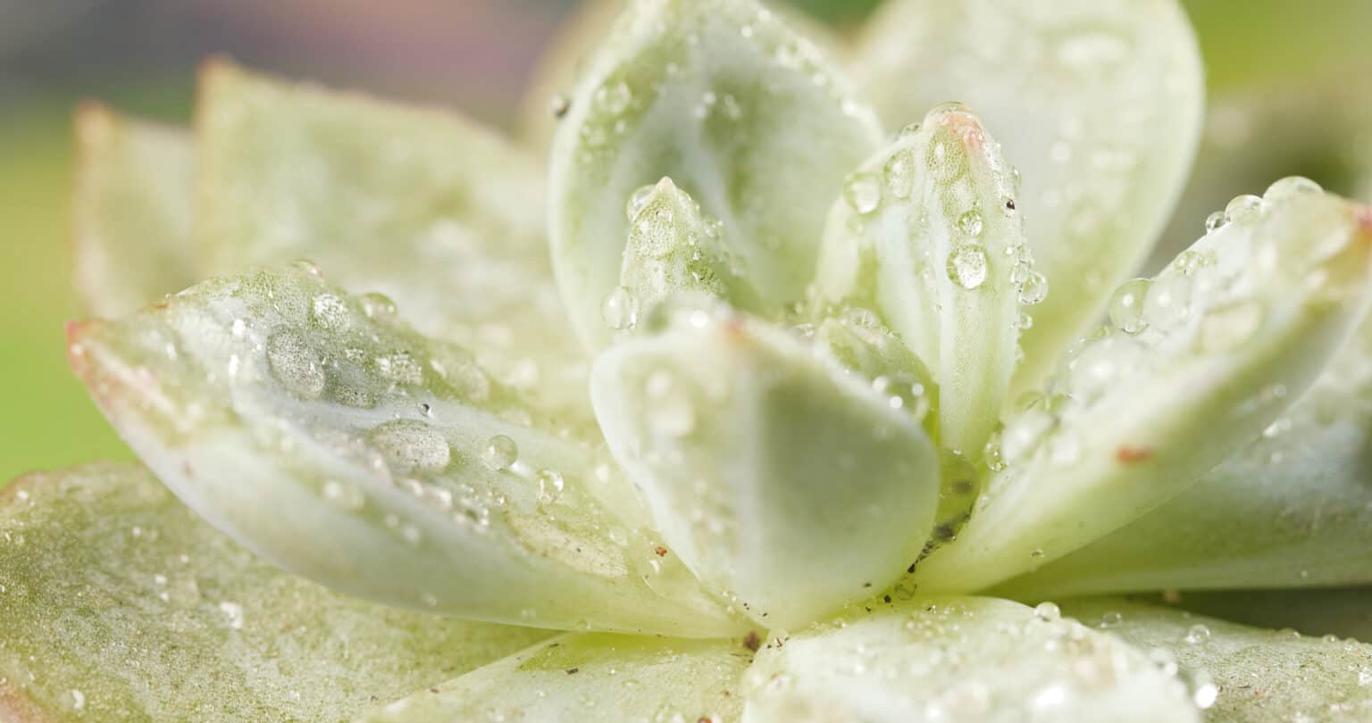 Caring For Succulents and Cacti Water spray on Green Succulents plant