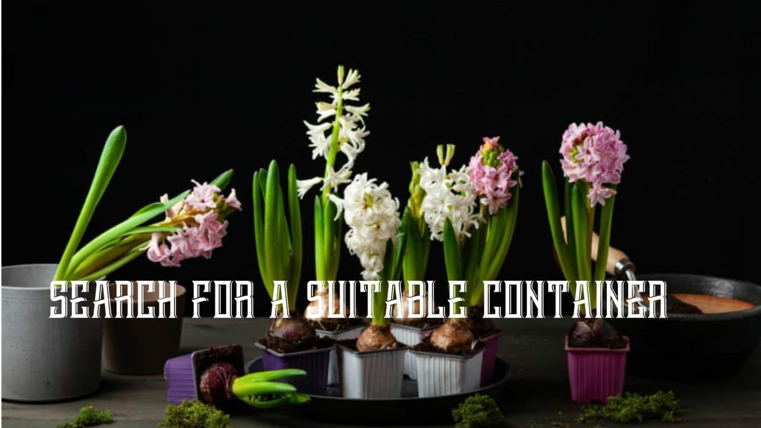 Early spring bulbs cover for post