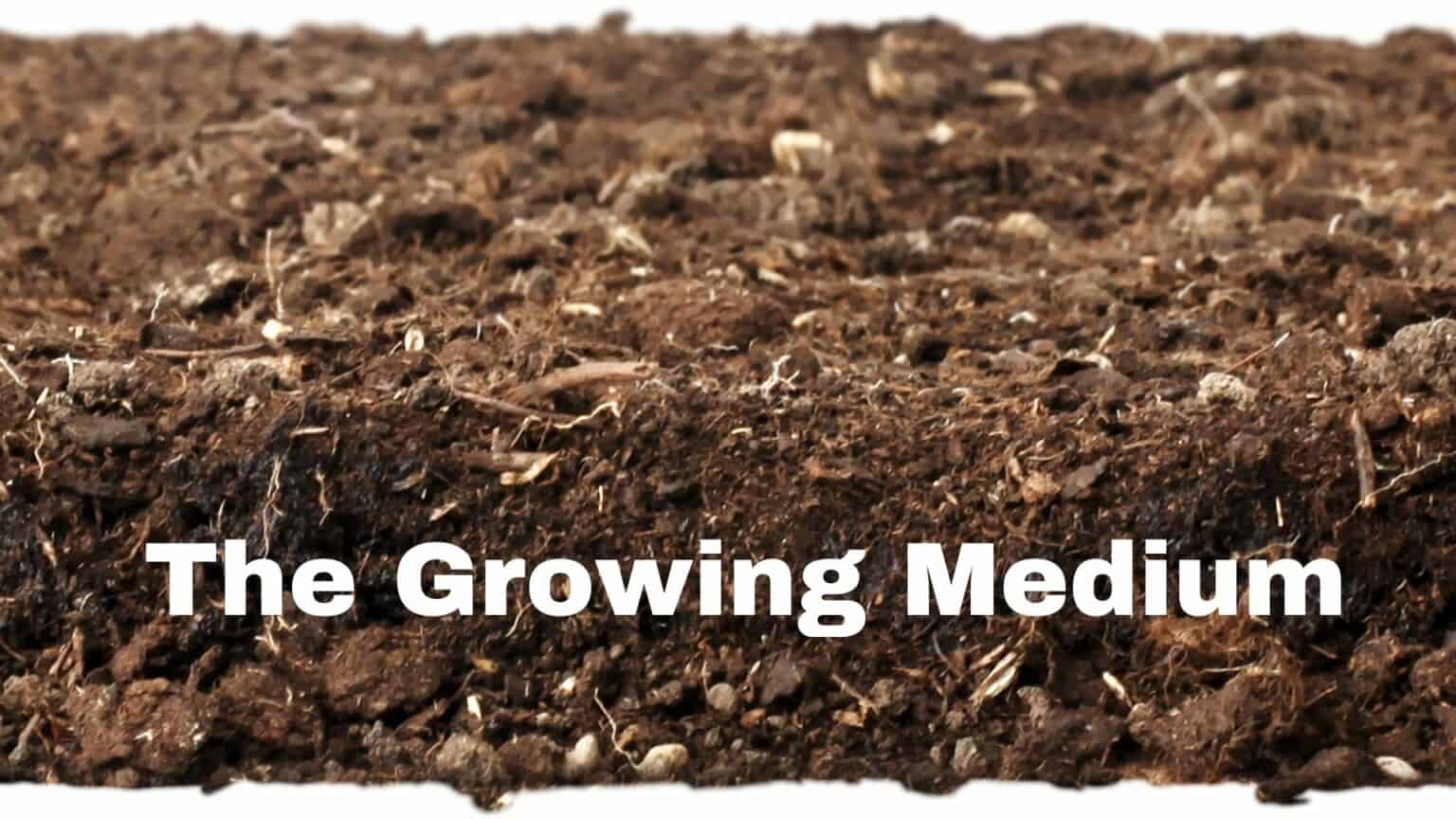 All You need For A Perfect Growing Medium Black Dirt