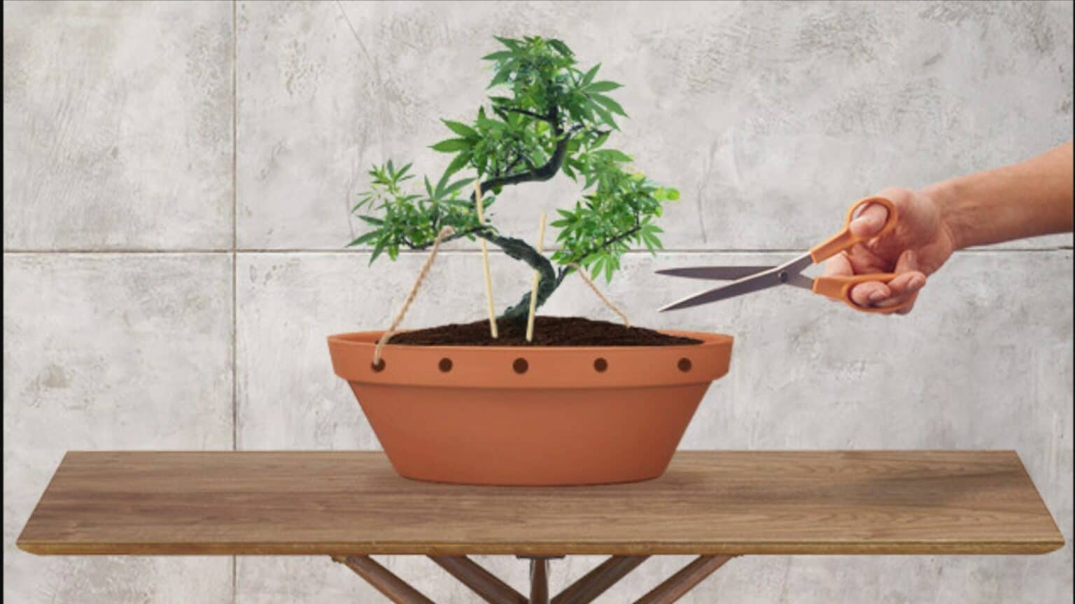 Trimming Cannabis Bonsai
