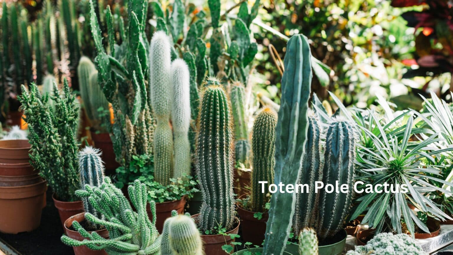Totem Pole Cactus-Rare And Prized Succulents And Cacti