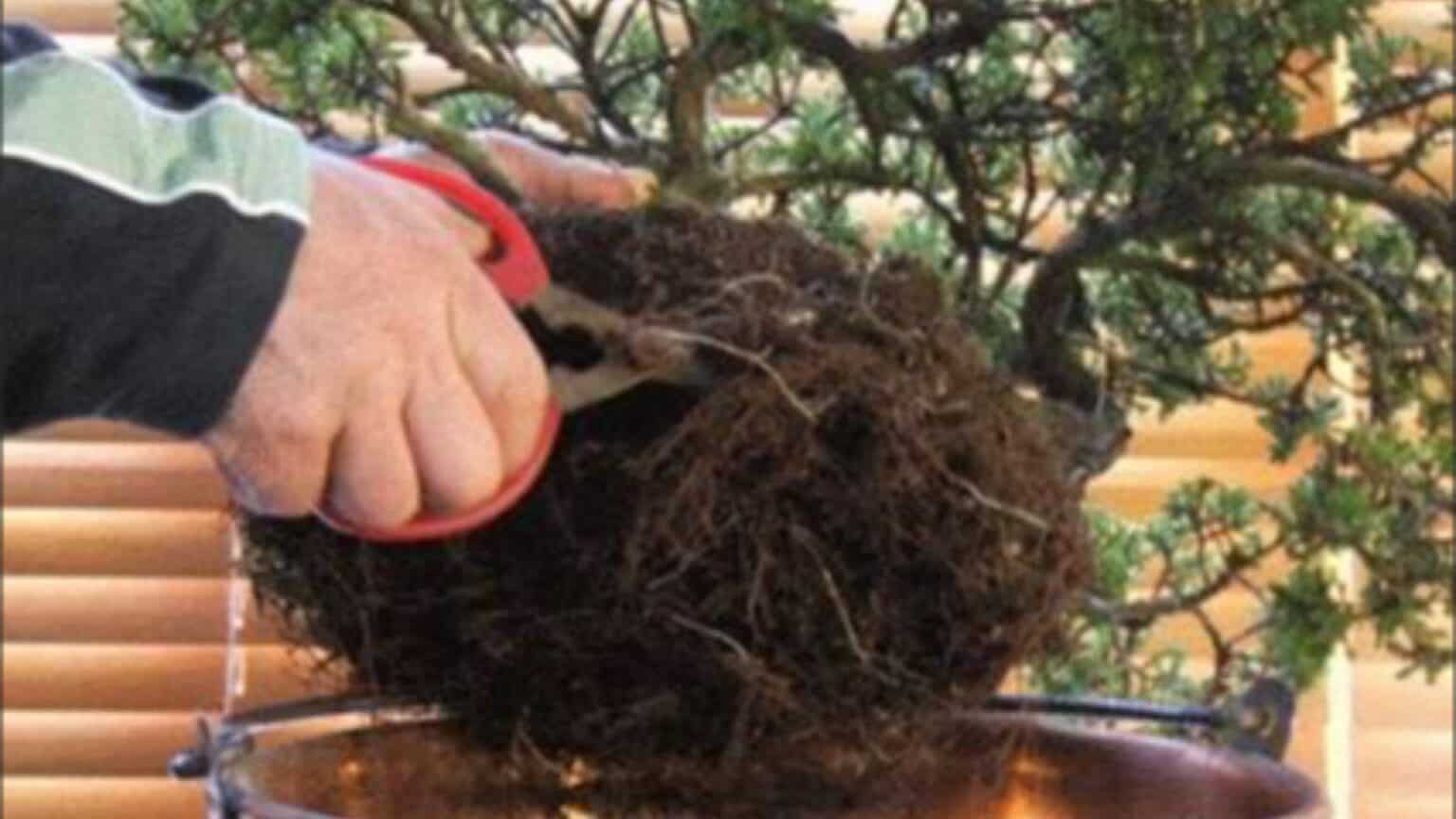 Plant Roots-Repotting Bonsai: Grow And Care For Indoor Bonsai