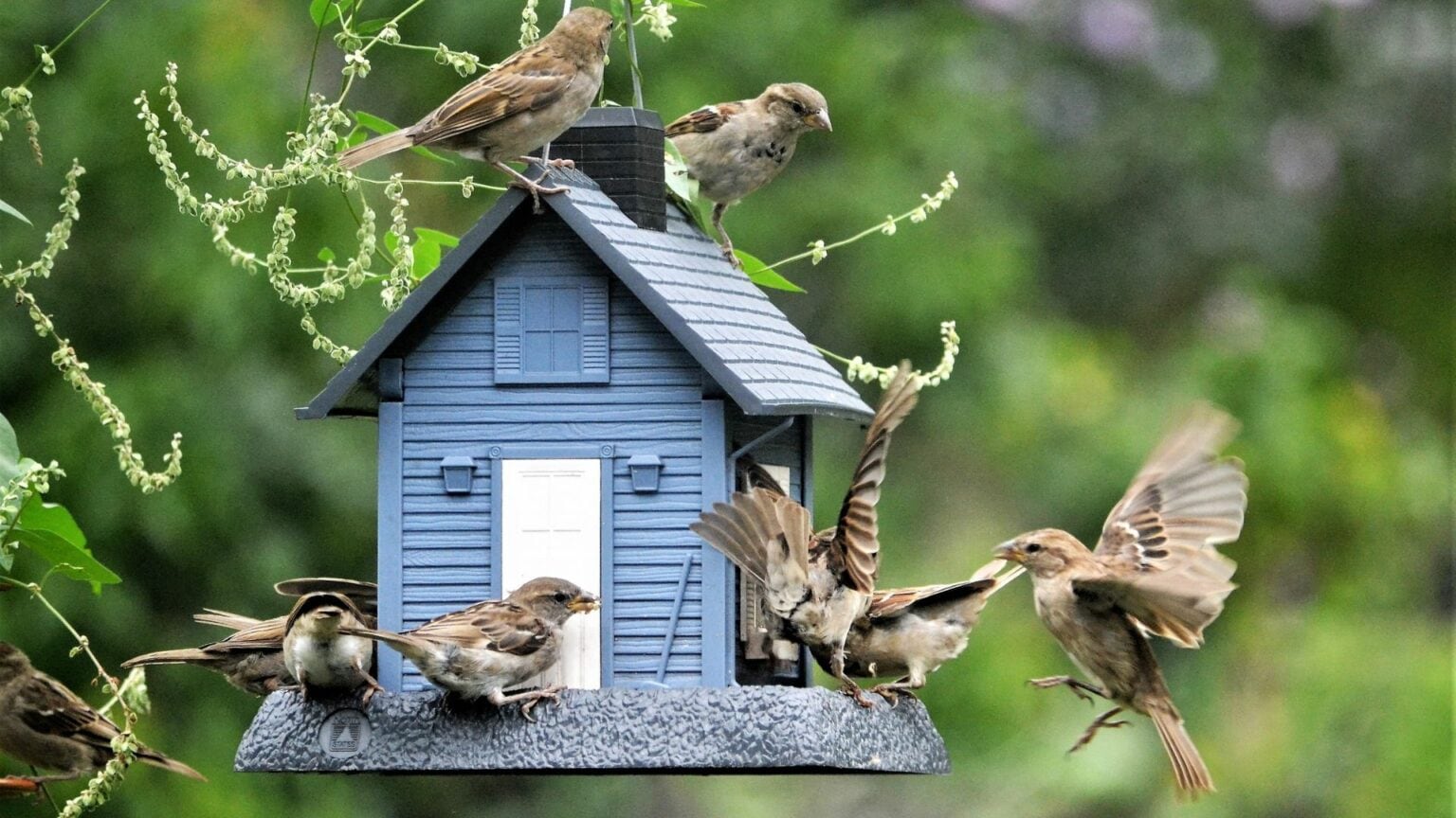 Sparrows Flocking To A Birdhouse-Animals