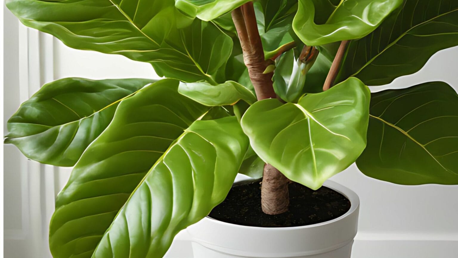 ZZ Plant - White Pot-White Background
