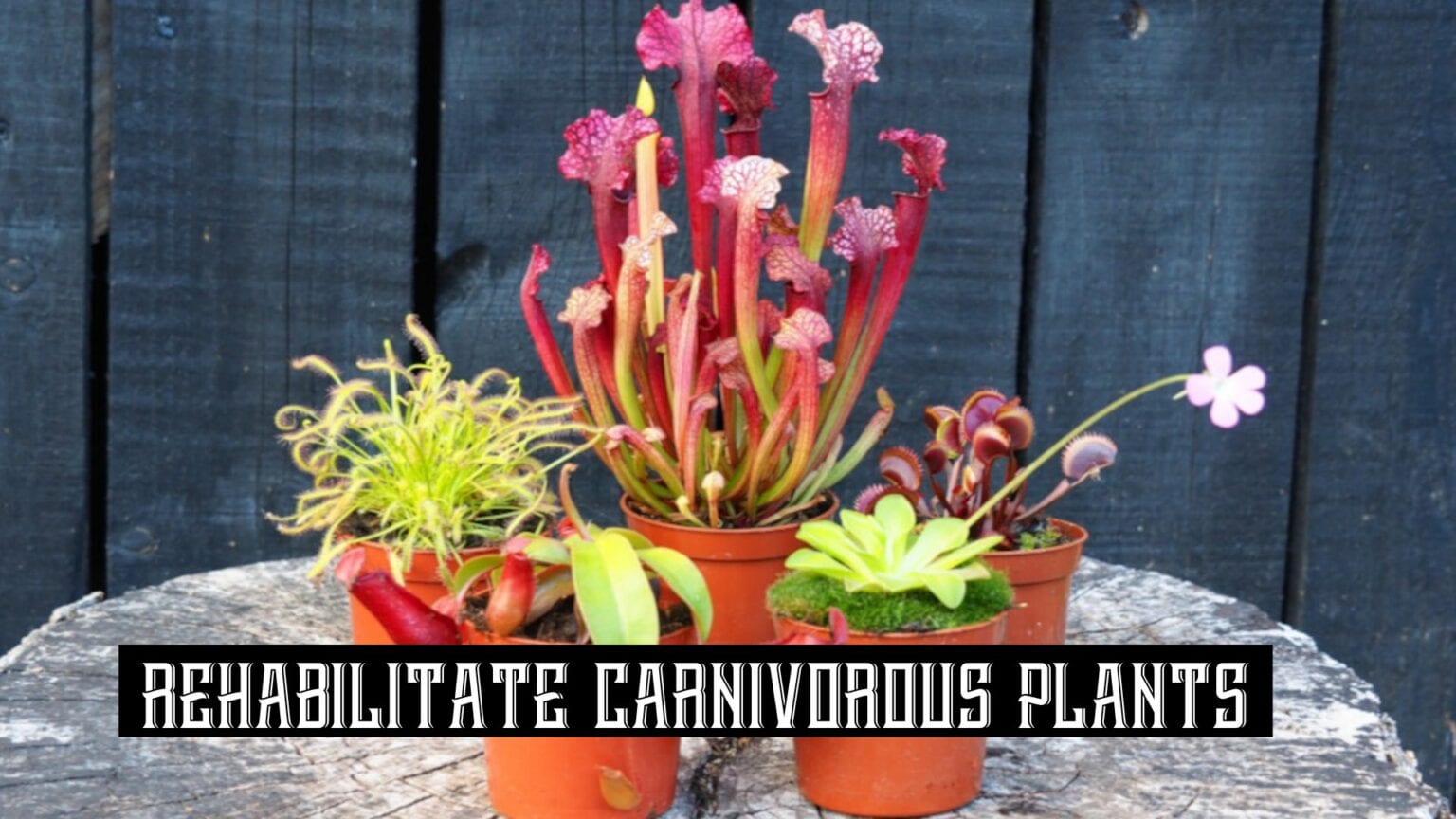 Restoring Carnivorous Plants Five Examples
