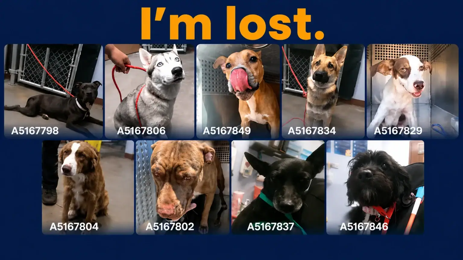 Over 100 Lost Pets Flood Arizona Shelters After Fourth of July Fireworks, Authorities Urge Families to Check for Missing Animals