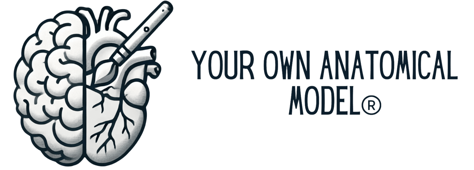 Your Own Anatomical Model