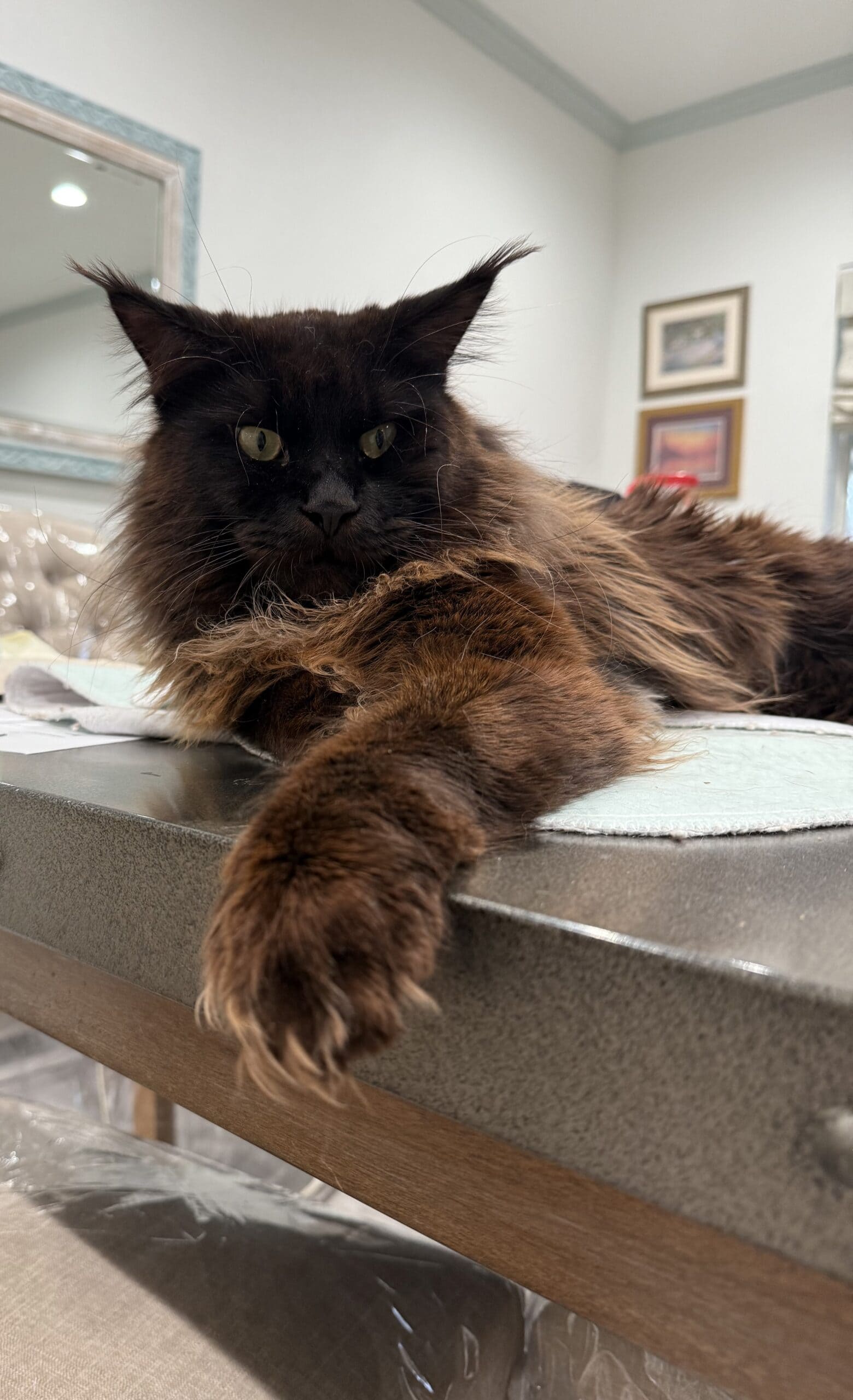 bear maine coon king