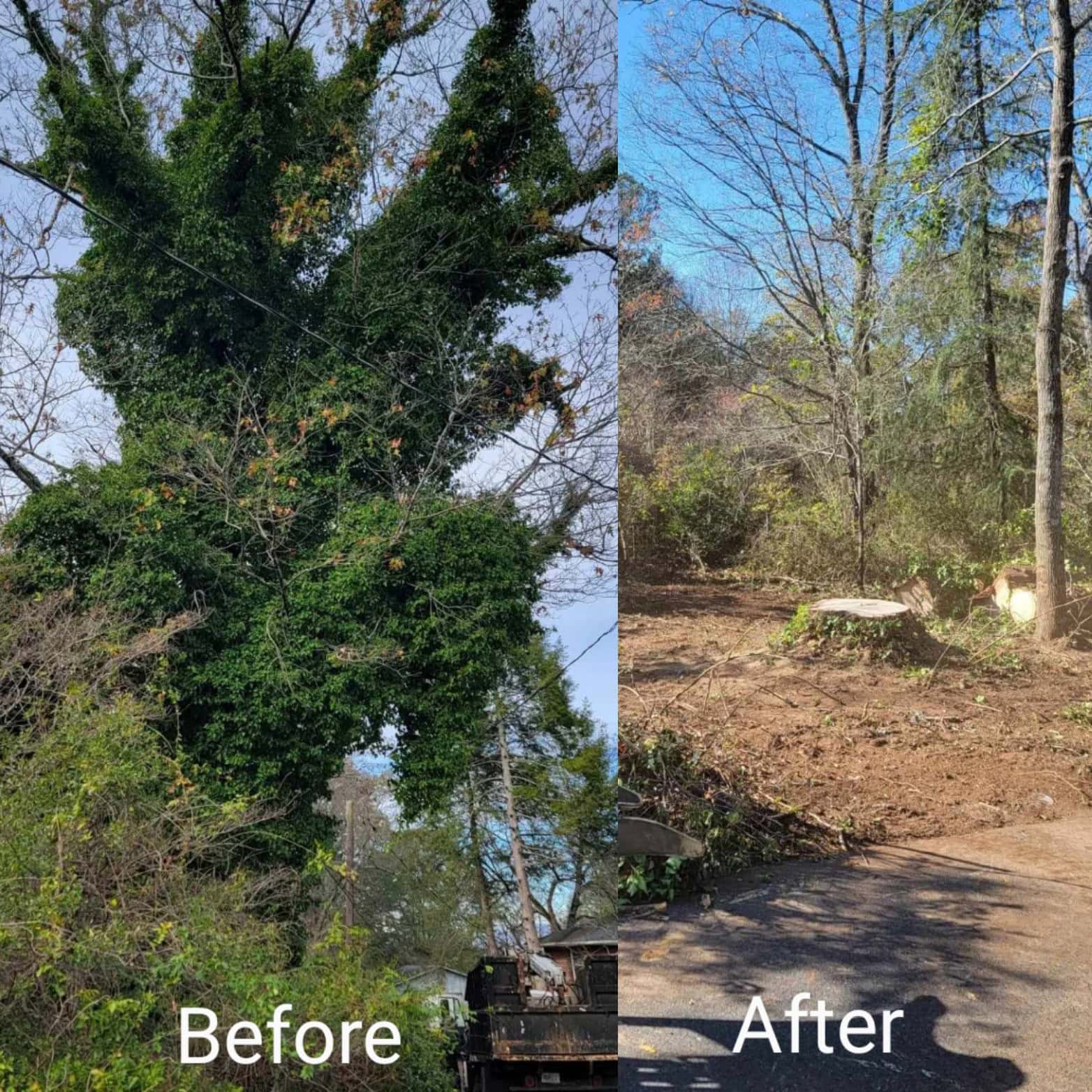 Tree service project photo from South Fork Tree Care LLC