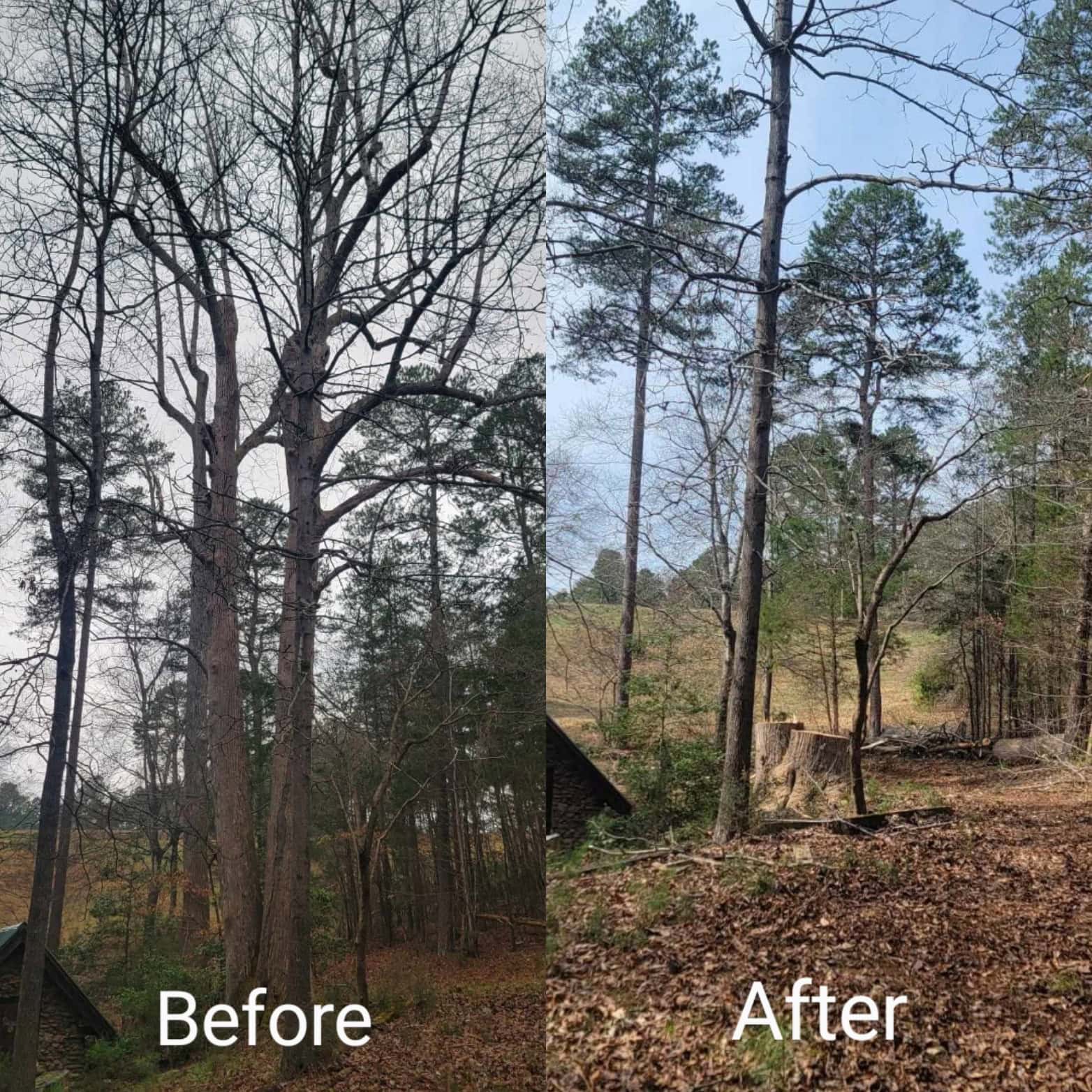 Tree service project photo from South Fork Tree Care LLC