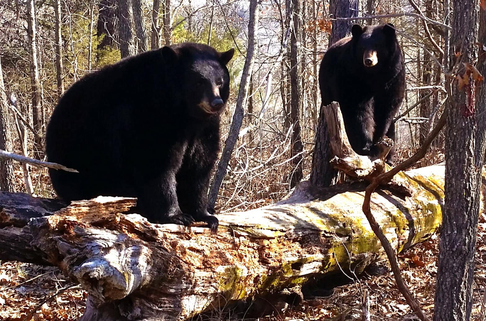 Holli & Lolli Black Bears