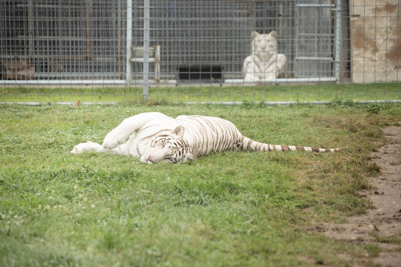 Tanya and Kizmin White Tigers