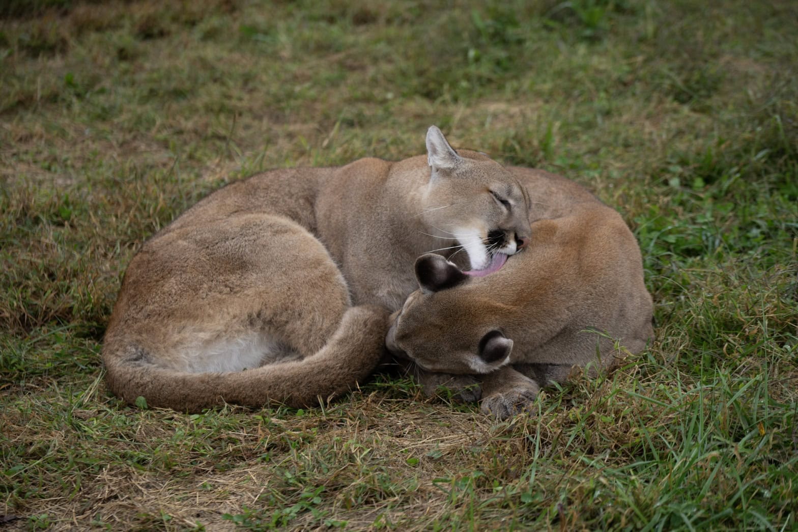 Marissa and Louisa Mountain Lions