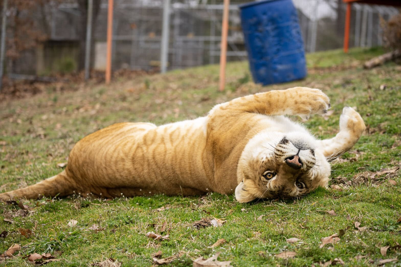 What is a Liger? - Turpentine Creek Wildlife Refuge