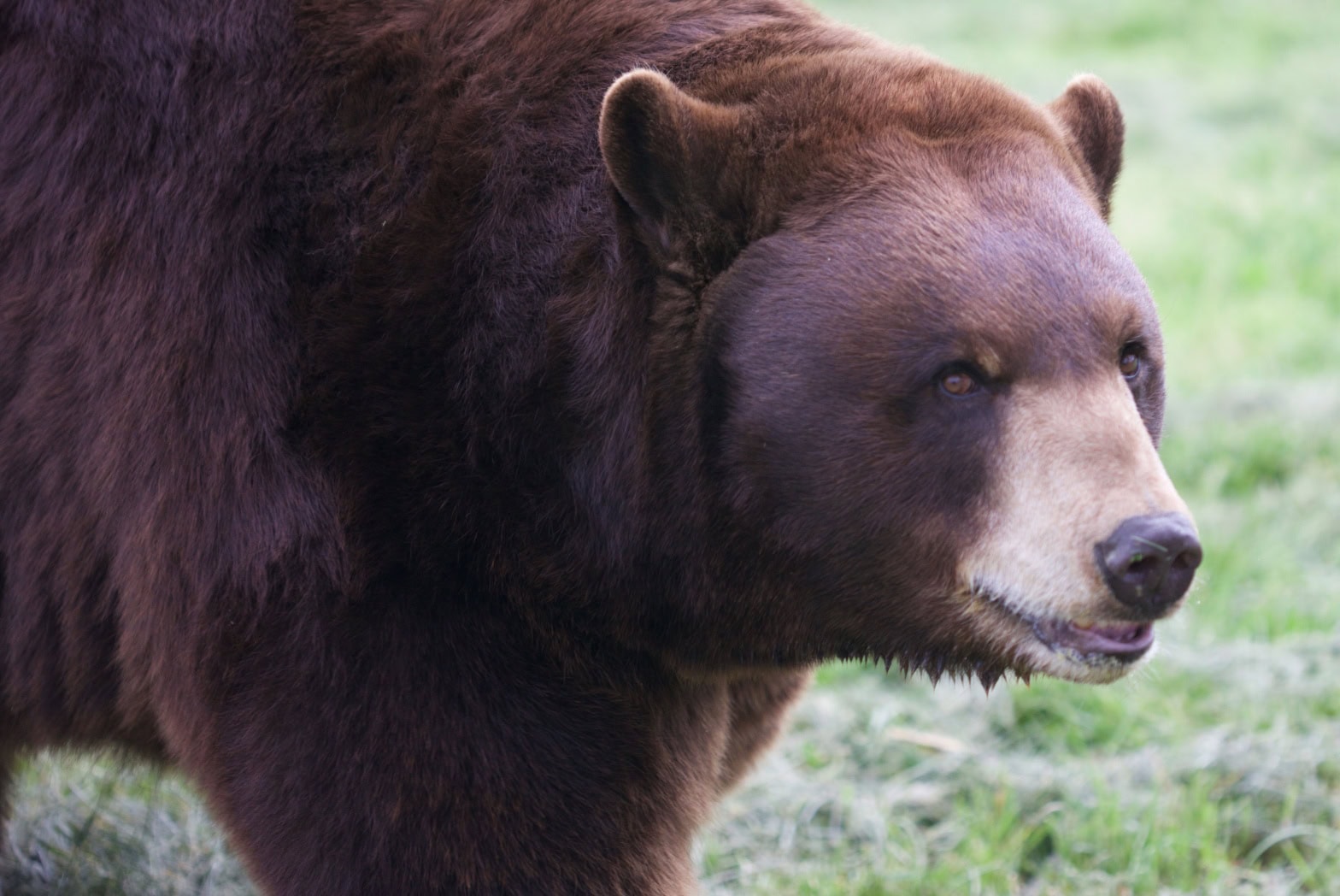 Thunder Black Bear