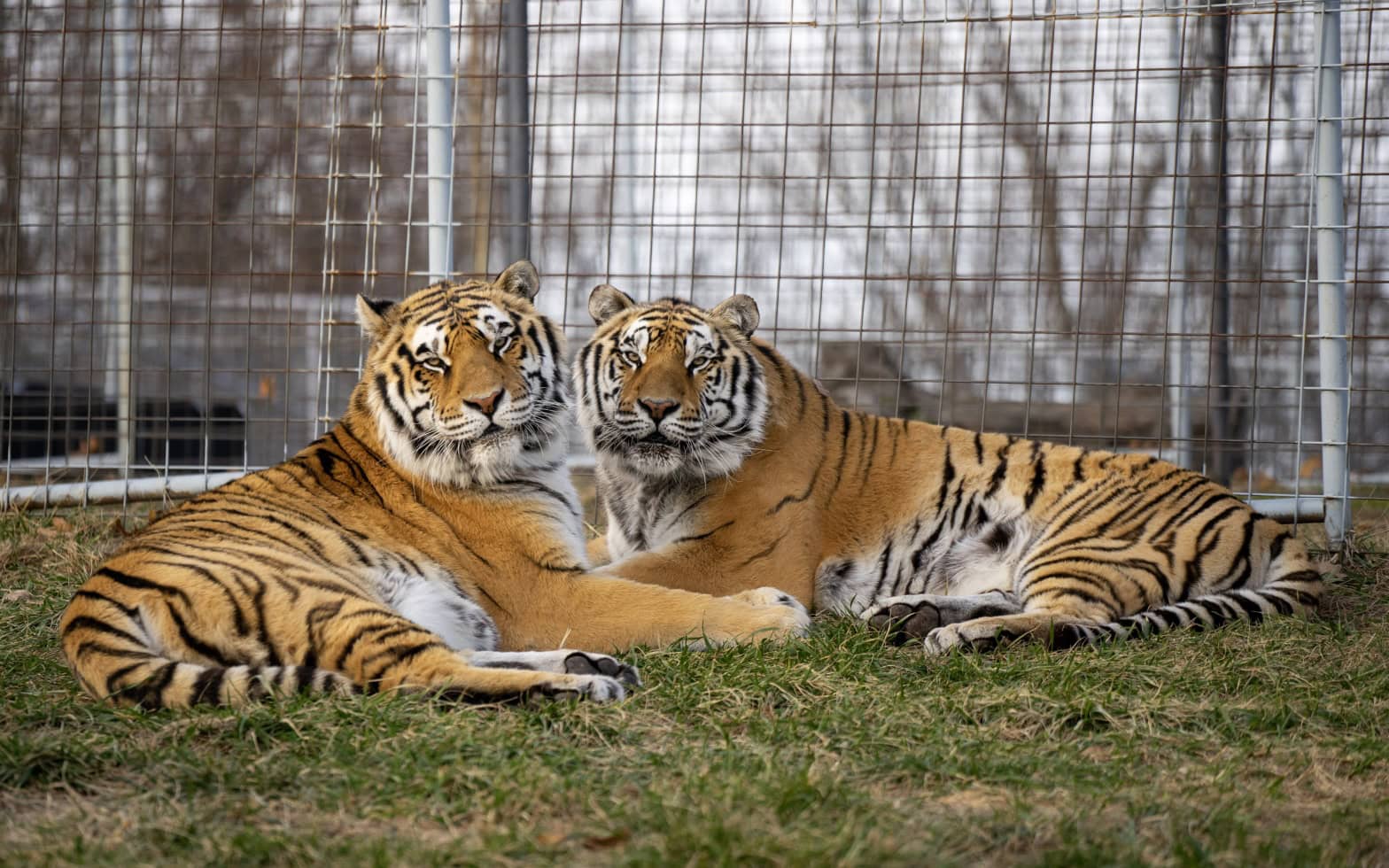 BB King & Mack Tigers