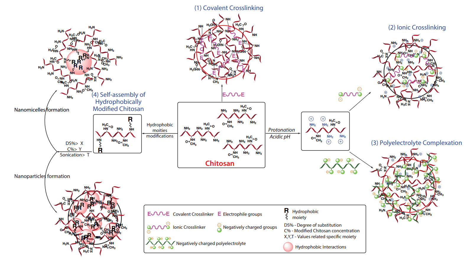 Figure 2. Mechanisms of chitosan nanoparticle self-assembly nanomicelles chitosan nanoparticle formation schema