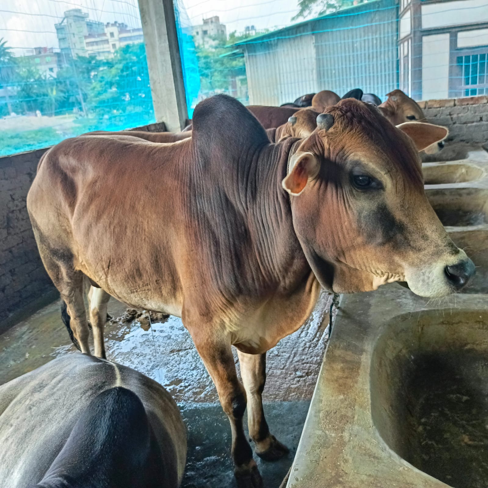 কেরানীগঞ্জে মক্কা এগ্রো ফার্মের বাজিমাত: অর্গানিক পদ্ধতিতে গবাদি পশু পালন করে প্রশংসায় মোহাম্মদ ইয়াসিন শেখ