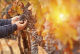 L’impact de la qualité du terroir sur celle du vin