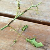 チュウレンジバチにやられたバラ