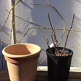 バラの鉢増し