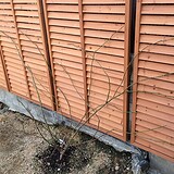 つるバラをフェンスに誘引：アフター斜めから1